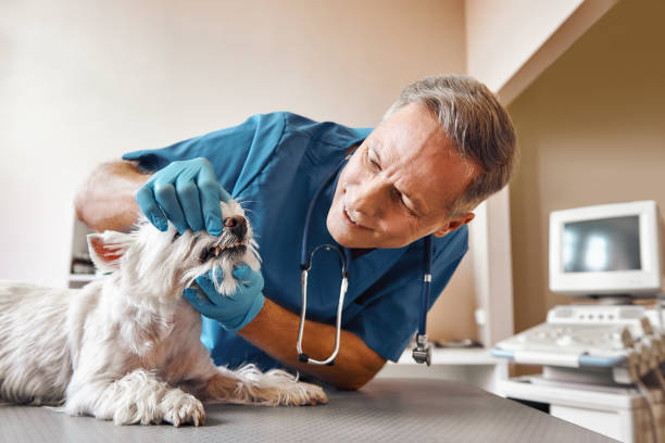 Best Root Canal Emergency Dentist  in Muenster, TX